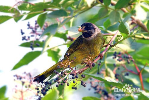野生领雀嘴鹎鸟怎么养?