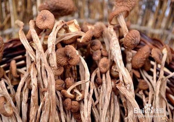 茶树菇怎么培育和管理