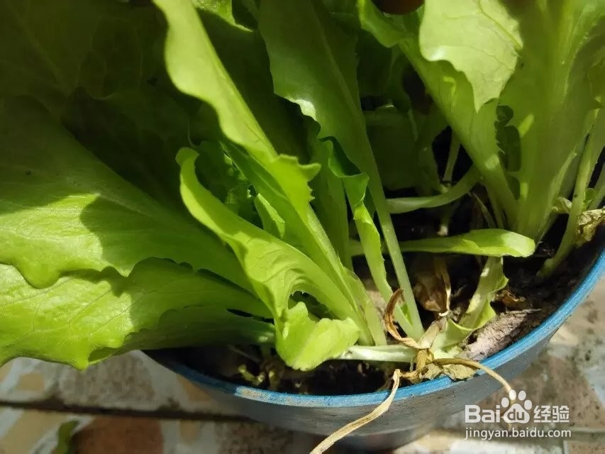 菜长了潜叶蝇怎么办