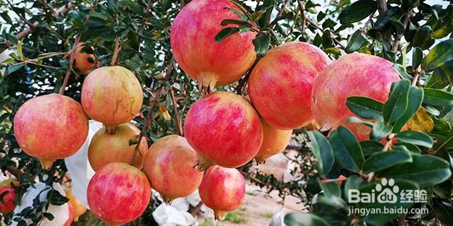 石榴的田间管理和施肥要点有哪些