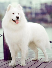 宠物狗的品种有哪些？