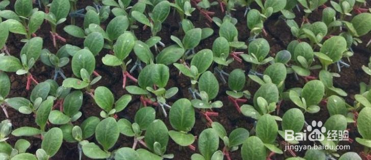 西瓜嫁接后怎么判断是活了