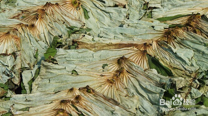 用荷叶灰减肥有副作用吗？