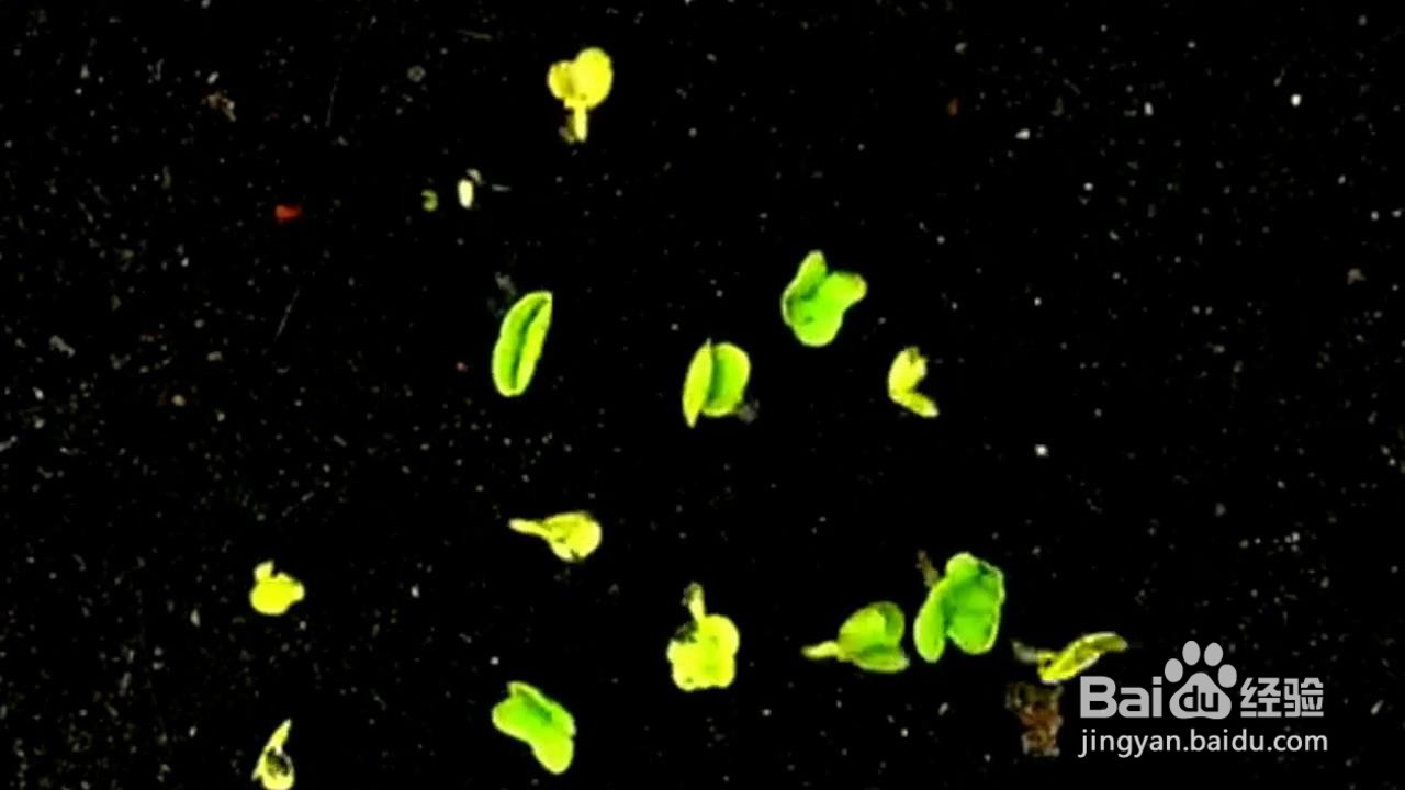 自己在家怎么种植小植物？