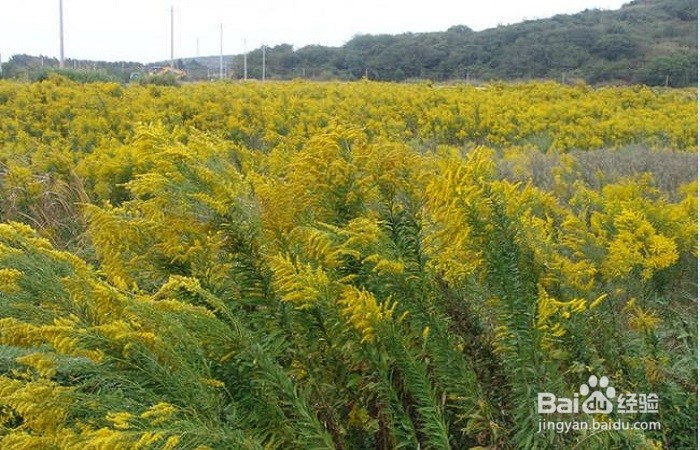 怎么防除加拿大一枝黄花对本土物种的侵害