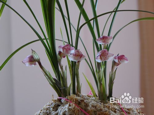 如何让春兰花箭更高