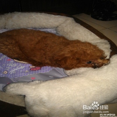 怎样饲养新狗狗
