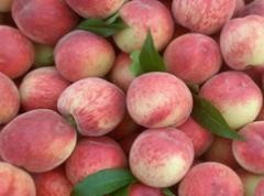 怎么辨别桃子的好坏