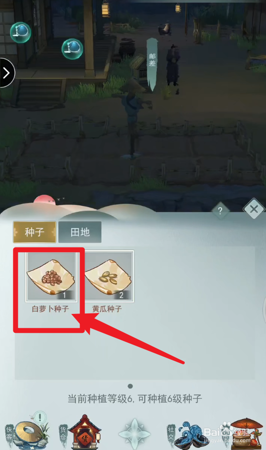 萝卜是怎么播种子的