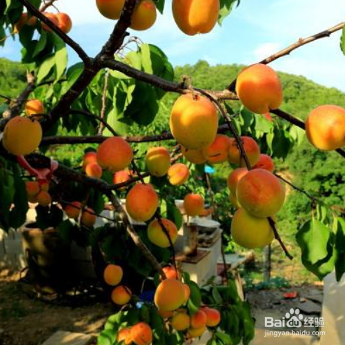 杏梅的培育方法和注意事项