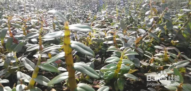 怎么区分霍山石斛和铁皮石斛