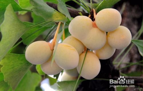 新鲜银杏果怎么吃