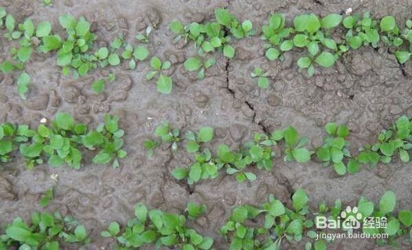 蒲公英播种的方法