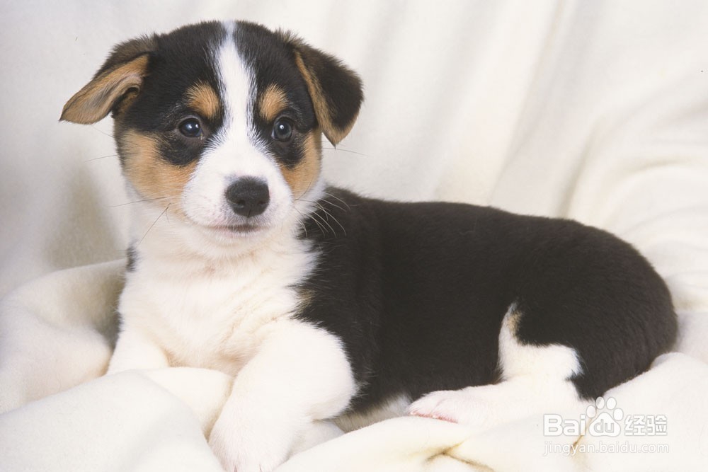 怎样养好宠物狗