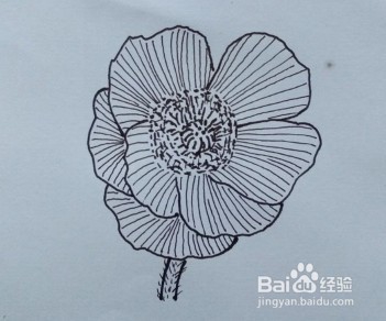 花卉水彩画——虞美人