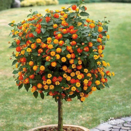 五色梅怎么扦插?