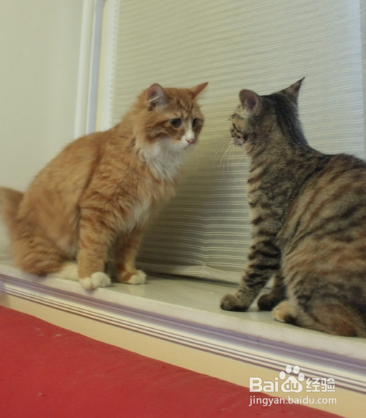 新猫入家门:怎么把它介绍给其他猫?