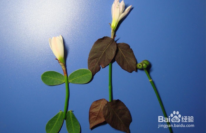 植物艺术画拼装旅行中的女孩