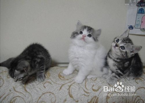 美国短毛猫如何根据其性格饲养