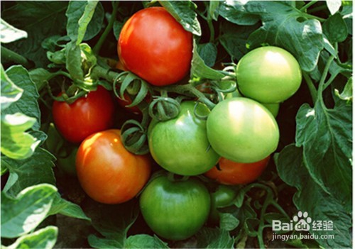 土豆茄子豆角，这8种常见蔬菜吃不对竟然会要命