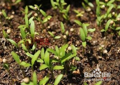 家庭阳台种植蔬菜的方法-香菜篇