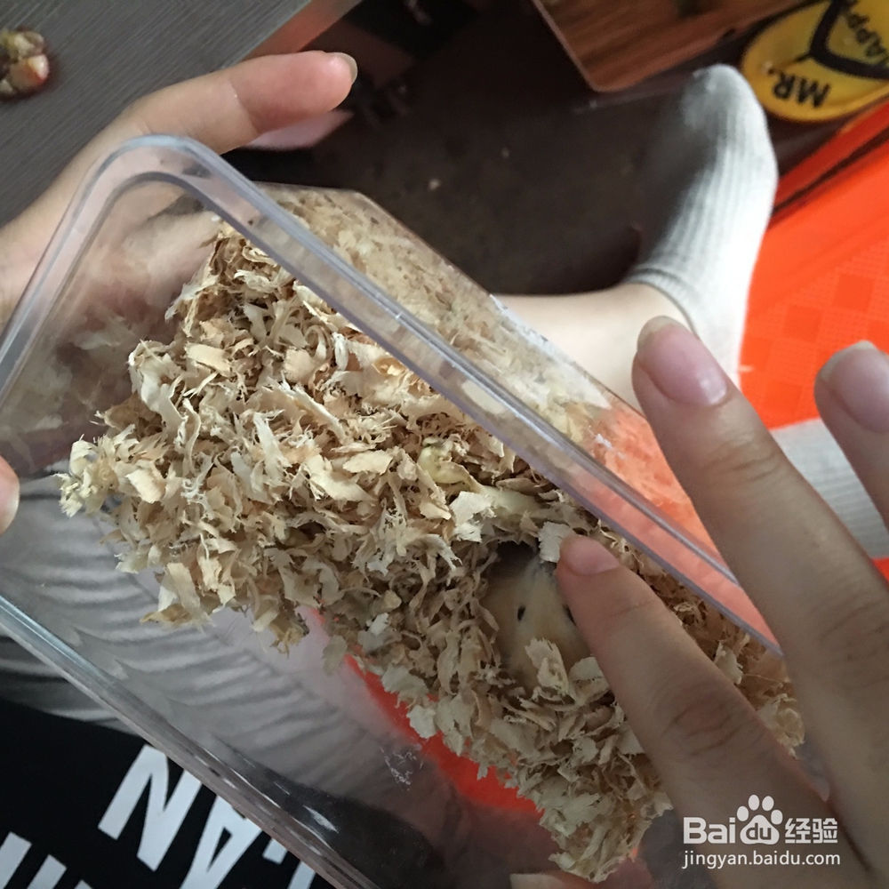 刚刚到手的小仓鼠该怎么去照顾