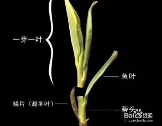 茶叶的芽与叶怎么分辨