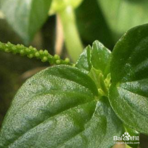 刀叶椒草怎么养?