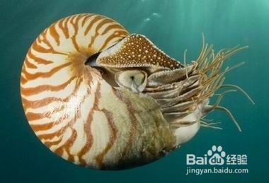 自然界十大活化石 你知道几个？