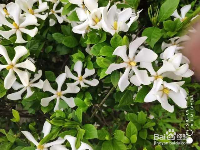 栀子花每次开花都太袖珍，如何让它变更大？