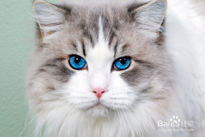 猫咪受到惊吓怎么安抚