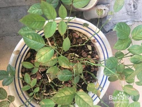 月季花生虫子怎么办?