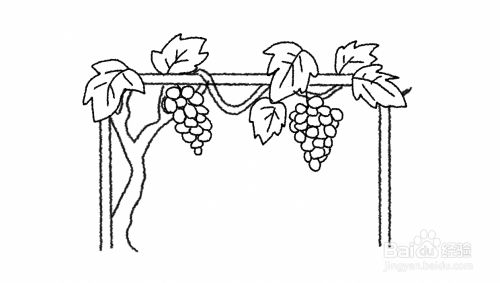 葡萄树简笔画的方法