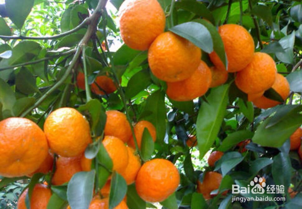 防治砂糖桔枯叶夜蛾的几个方法