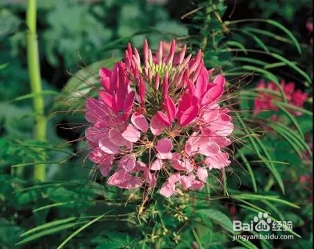 花卉市场买花的四个技巧，收藏好了！