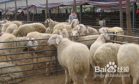 养羊选好品种的方法
