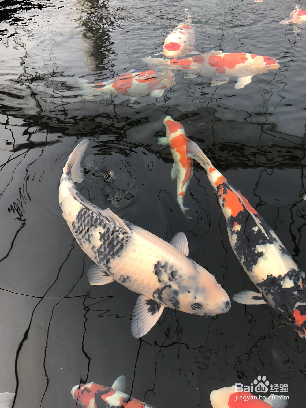 锦鲤一年的养生食谱，喂出锦鲤完美体形！