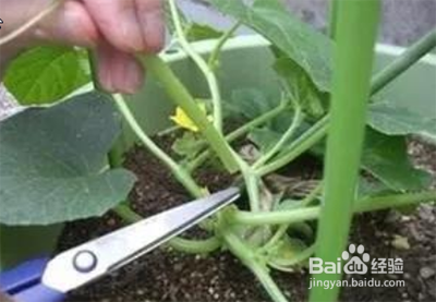 黄瓜只开花不结果怎么办