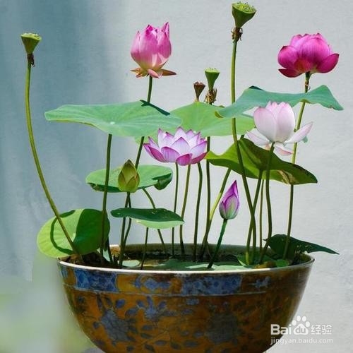睡莲不开花有什么办法 百度经验