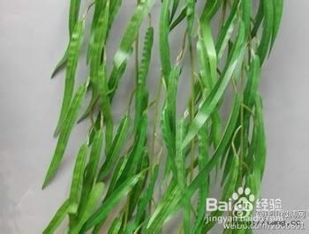 治脚气最有效的方法及防护：[2]嫩柳治脚气