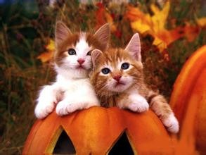 猫的各项正常生理指标