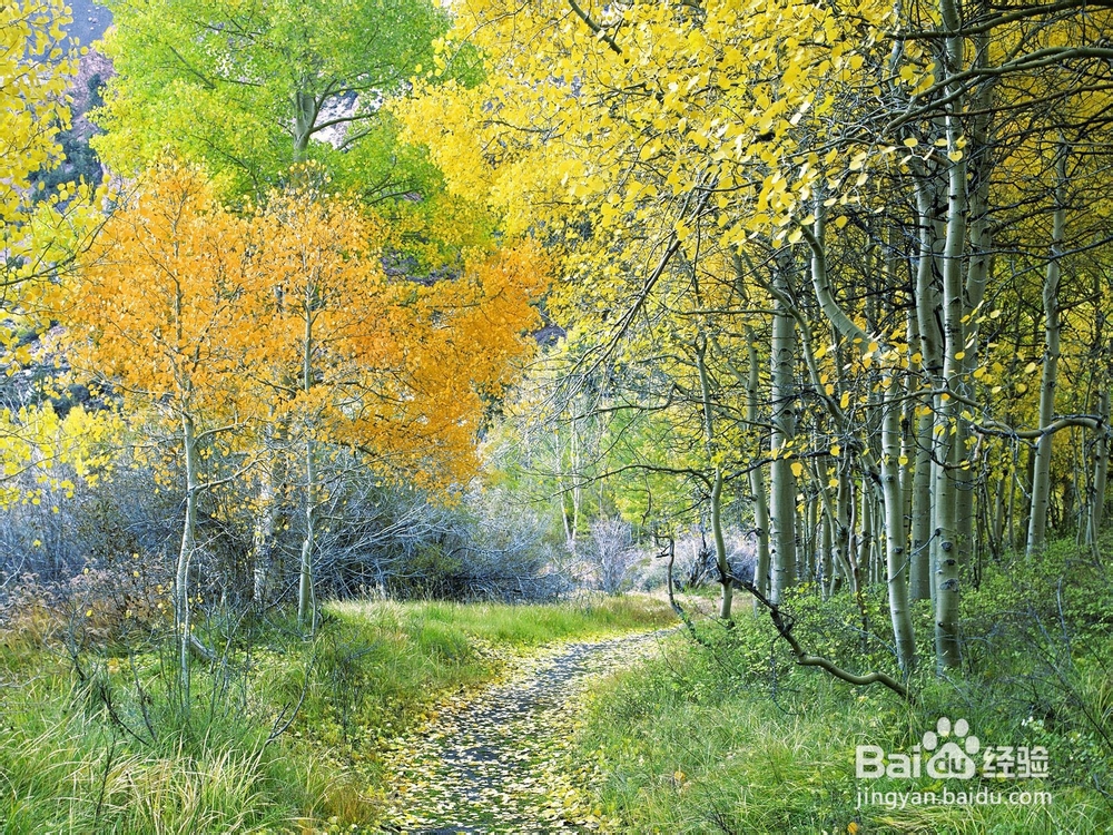 教大家一个微信绝技