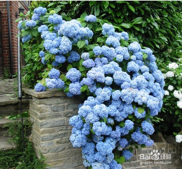 绣球花如何养殖