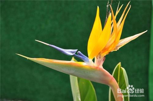 鹤望兰如何养护开的好？