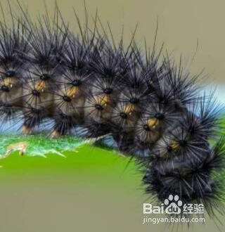 如何驱赶黑色的毛毛虫