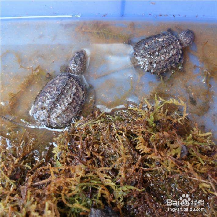 小鳄龟开食技巧