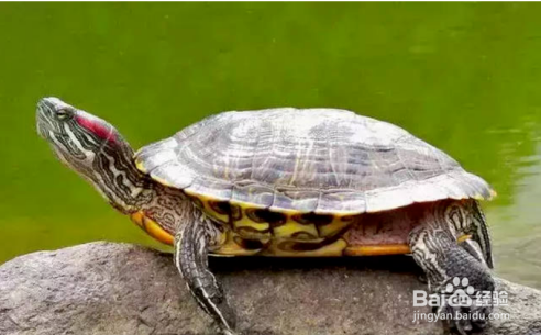 巴西红耳龟怎么养？
