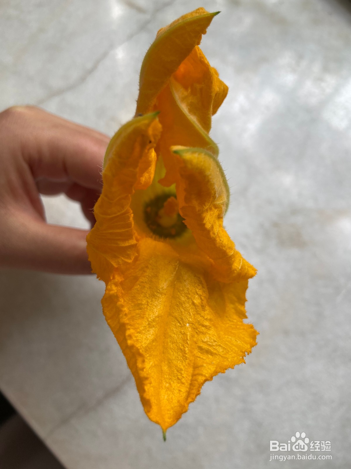 阳台种植西葫芦如何授粉