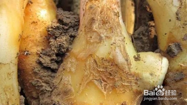 根线虫有什么危害？生姜的根结线虫怎么消灭？