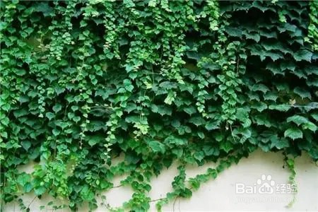 爬山虎怎么移植